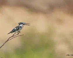 Pied KF - lejos