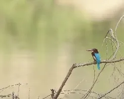 White-throated Kingfisher - lejos