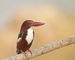 White-throated Kingfisher - + cerquita