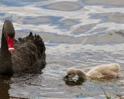 Black Swan