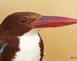White-throated Kingfisher - retrato facial
