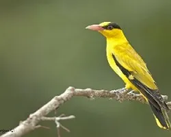 Black-naped Oriole 1