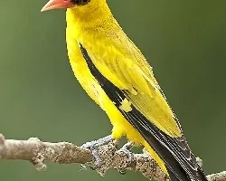 Black-naped Oriole 2