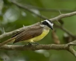 Great Kiskadee