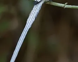 Asian Paradise Flycatcher - White Morph - close up