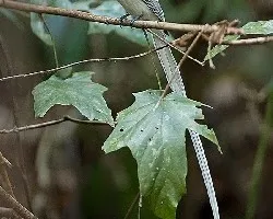 Asian Paradise Flycatcher - White Morph - full body