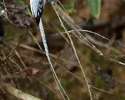 Asian Paradise Flycatcher - White Morph - full body 2