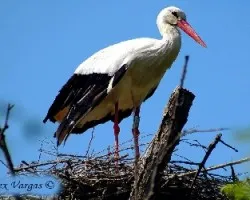 Ciguenia en nido