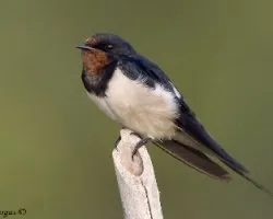 Barn Swallow