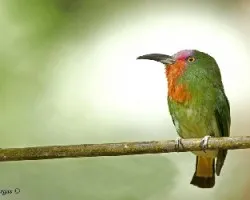 Red-bearded Bee-eater