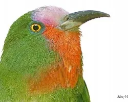 Red-bearded Bee-eater - portrait