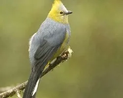 Long-tailed Silky-Flycatcher - DonGa