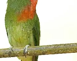 Red-bearded Bee-eater 3
