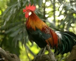 Red Jungle Fowl - macho
