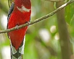 Red-headed Trogon - male