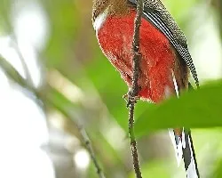 Red-headed Trogon - female