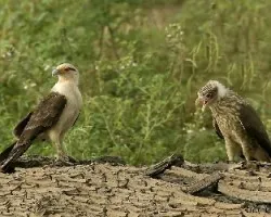 Yellow-headed Caracara - adulto y joven