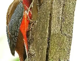 Red-headed Trogon - male - feeding