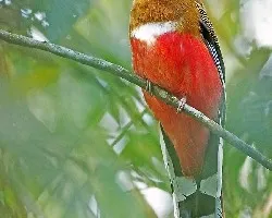 Red-headed Trogon - female 2