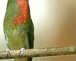Red-bearded Bee-eater - con cable