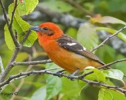 Flame-colored Tanager