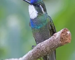 White-throated Mountain-Gem