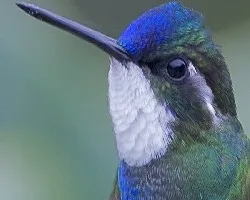 White-throated Mountain-Gem - portrait