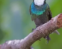 White-throated Mountain-Gem 2