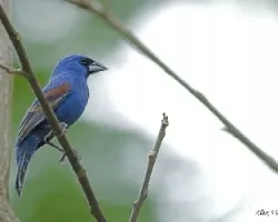 Blue Grosbeak