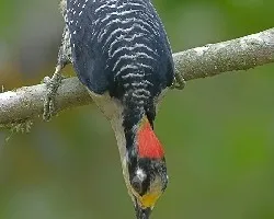 Black-cheeked Woodpecker