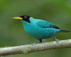Green Honeycreeper - male