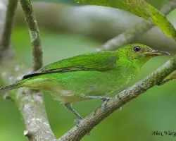 Green Honeycreeper - female