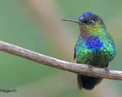 Fiery-throated Hummingbird 2010 - 1