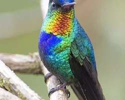 Fiery-throated Hummingbird 2010 - display