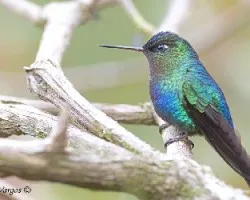 Fiery-throated Hummingbird 2010 - 2