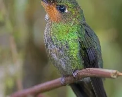 Green-crowned Brilliant - juvenile