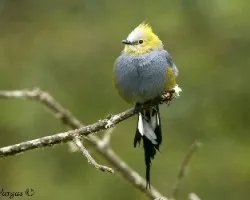 Ptilogonys caudatus