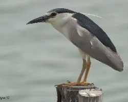 Black-crowned Night-Heron - adulto