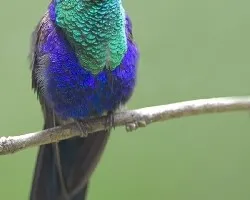 Violet-crowned Woodnymph
