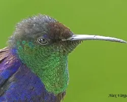 Violet-crowned Woodnymph - portrait