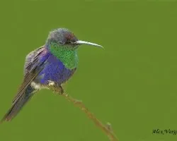Violet-crowned Woodnymph 2