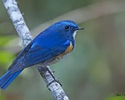 Azul, azul pajarito