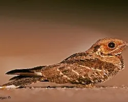 1/2 como dijo Jorge - Large-tailed Nightjar