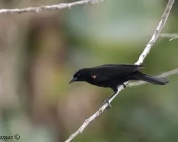 Agelaius phoeniceus