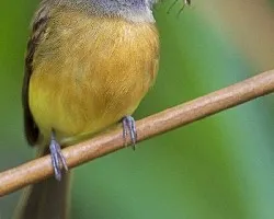 Aphanotriccus capitalis