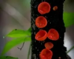 Mushroom