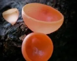 Mushroom 2