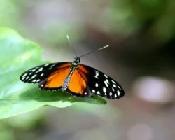 Butterfy