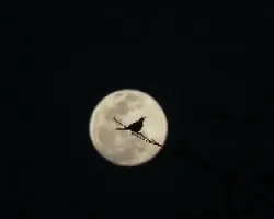 Ave y Luna