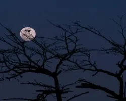 Silueta Lunar